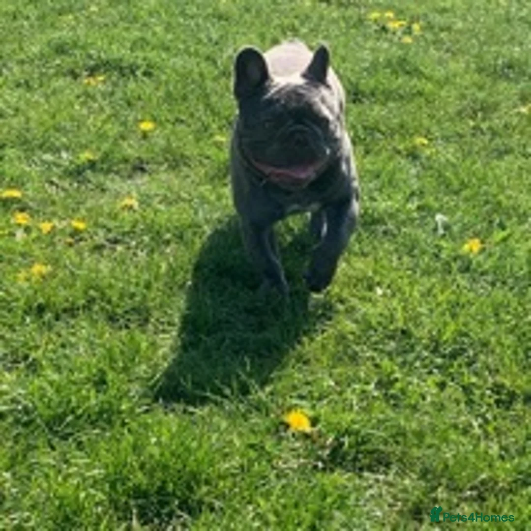 French Bulldog dogs for stud: solid lilac aa french bulldog health tested in Lincoln - Advert 11