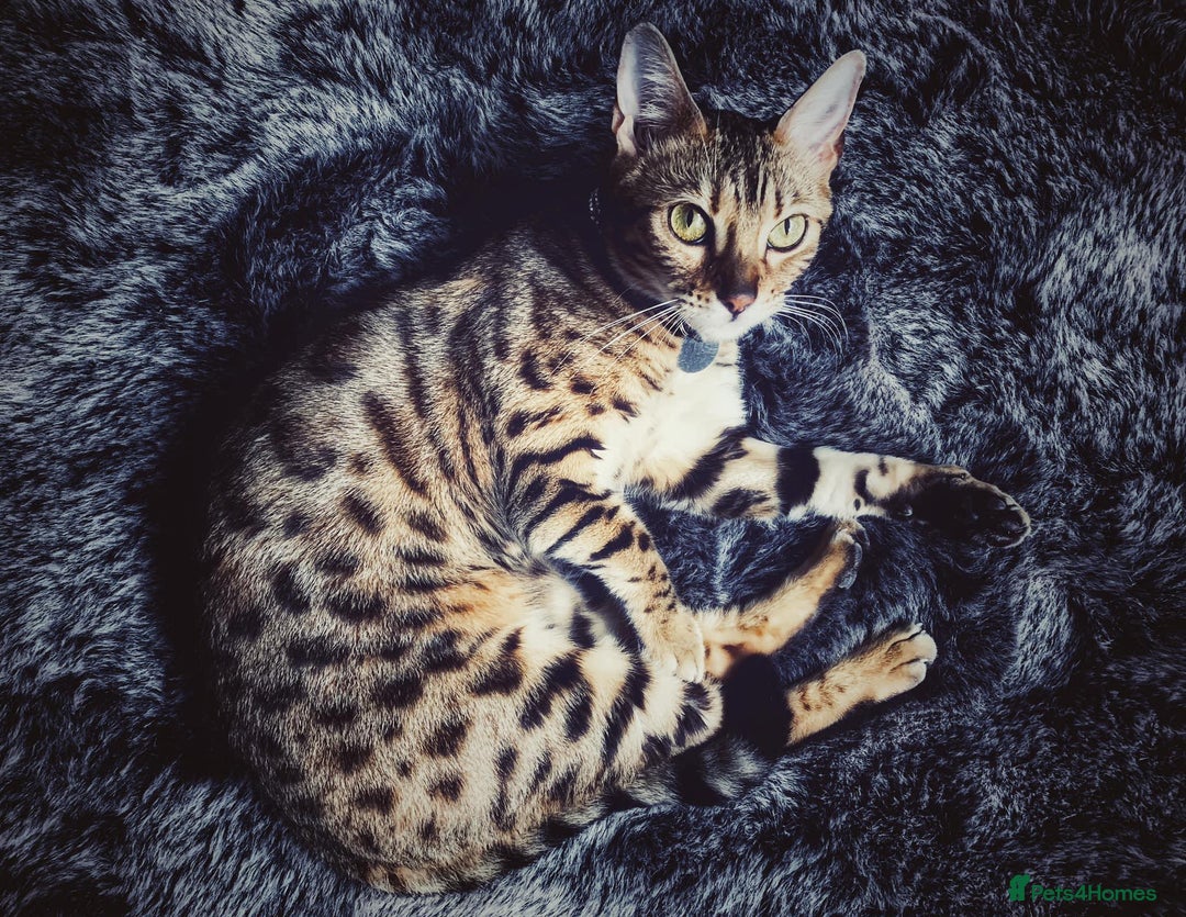 Bengal cats for sale: TWO BONDED BENGALS PRICE NEGOTIABLE FOR RIGHT HOME - Advert 6