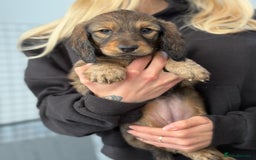 Dachshund dogs for sale: KC Registered Long-Haired Dachshund Puppies in Durham - Image 5