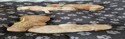 Maltipoo dogs for sale: F1b Maltipoo- 3 boys available - Advert 4