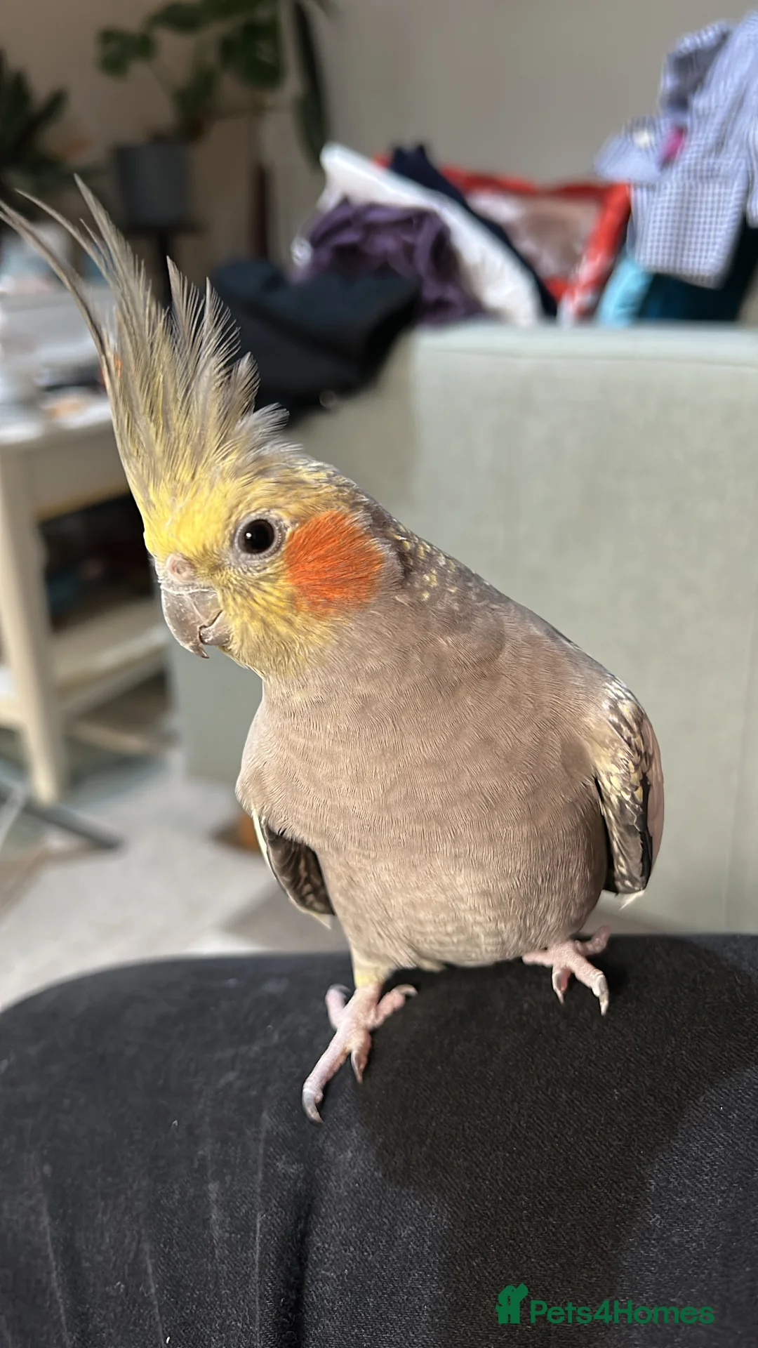 Cockatiels birds for sale: Two Loving Female Cockatiels for Rehoming - Advert 18