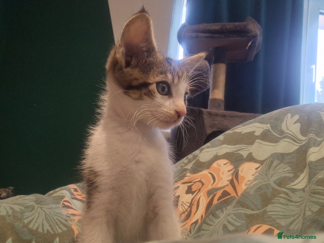 Mixed Breed cats for sale: Maine coon X Sphynx - Advert 11