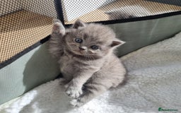 British Shorthair cats for sale: Beautiful British Short hair Blue kittens for sale - Image 8