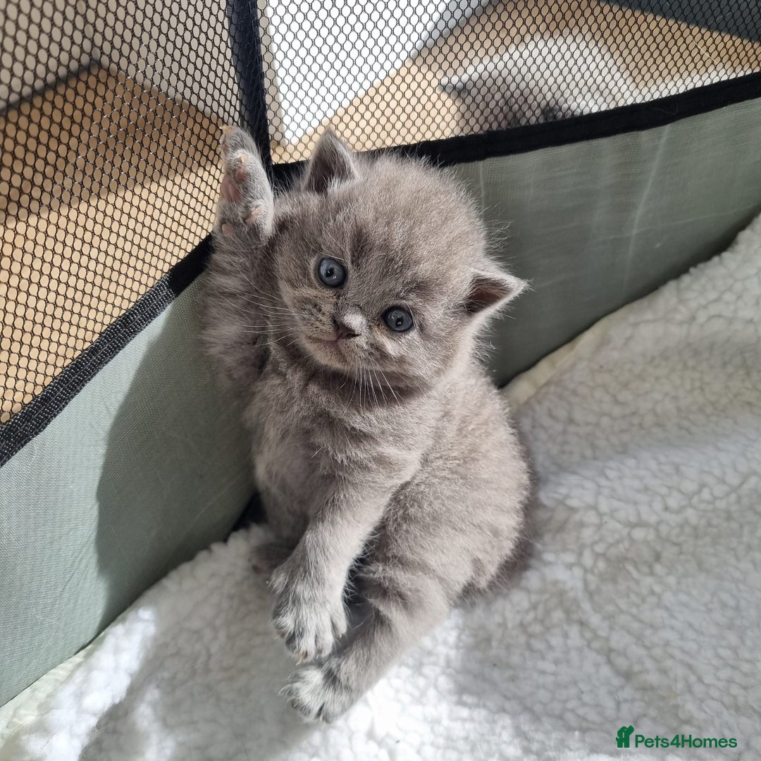 British Shorthair cats for sale: Beautiful British Short hair Blue kittens for sale - Image 8