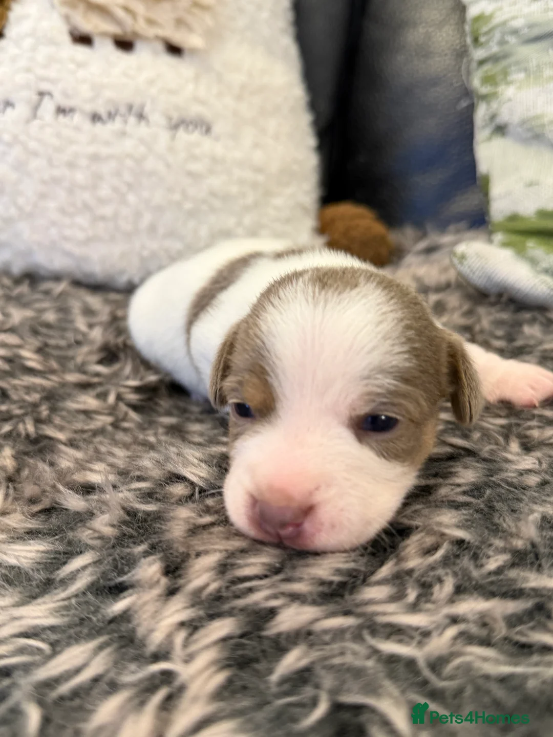 Jack Russell dogs for sale: DONJACKS - fully health tested miniature puppies  - Advert 28