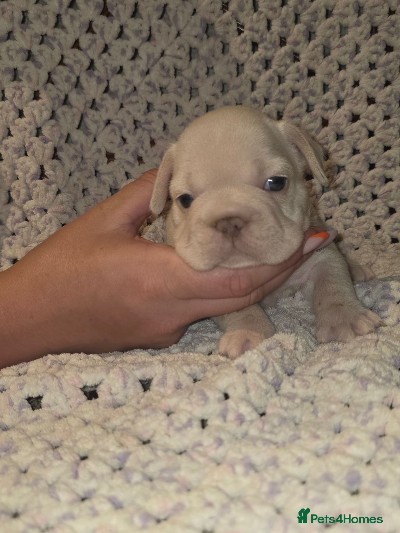 French Bulldog dogs French Bulldog Female - Advert 12