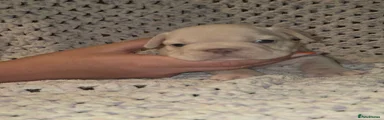French Bulldog 2 (Polar Bear)