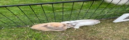 Mini Lop rabbits for sale: Mini lops for sale, 8 month old. - Advert 6