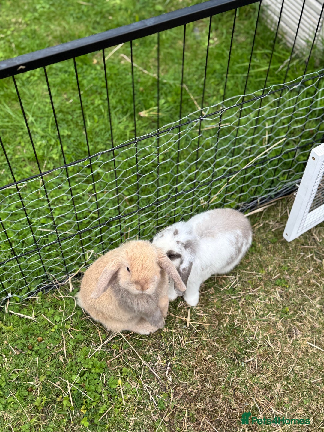 Mini Lop rabbits for sale: Mini lops for sale, 8 month old. - Advert 6