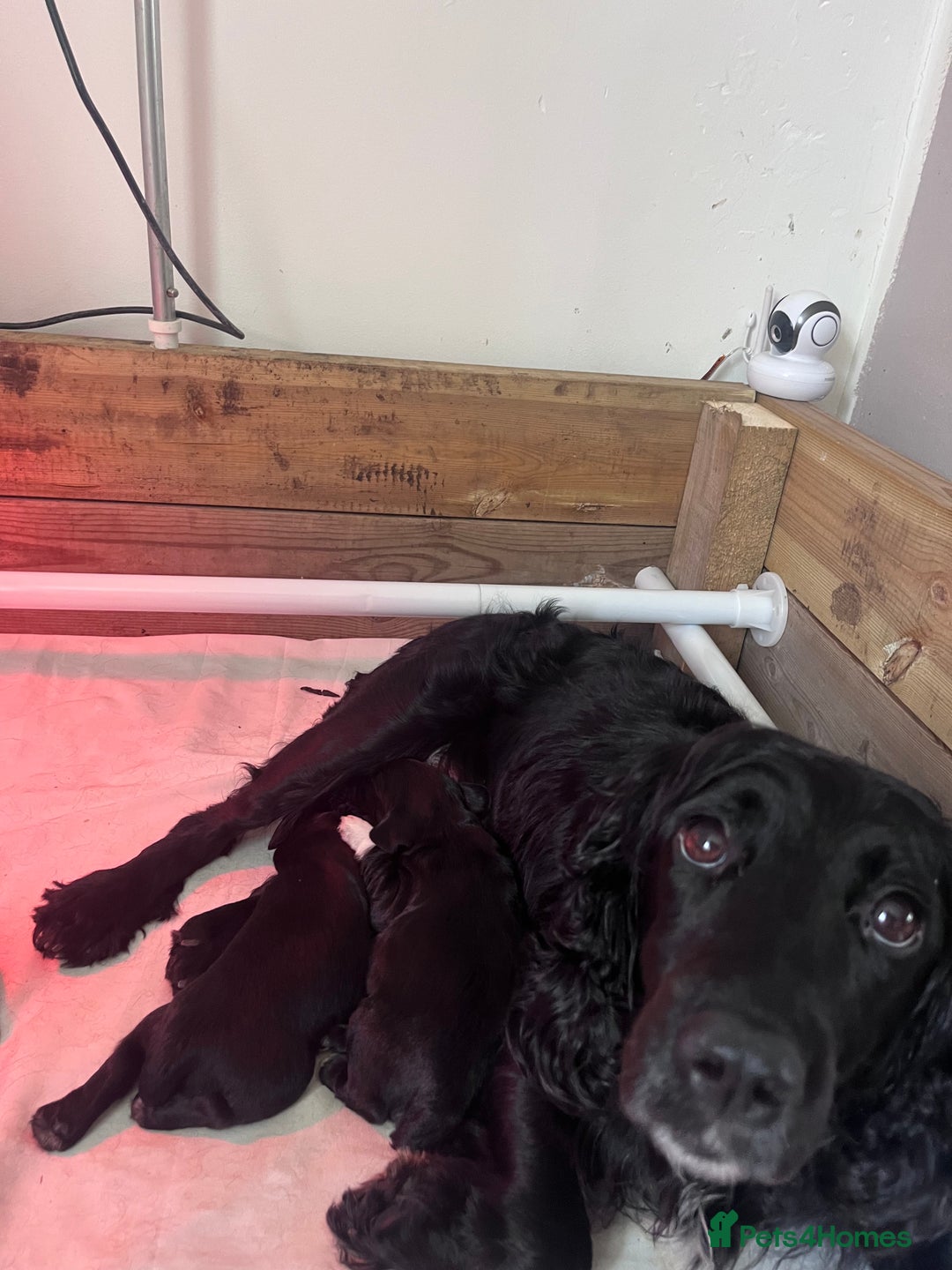 Sprocker dogs for sale: X2 Sprocker Dogs Available  - Image 3