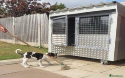Mixed Breed dogs for sale: Foxhound/Lurcher Female Puppy - Image 8