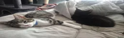 Mixed Breed cats for sale: 2 kittens - Advert 2