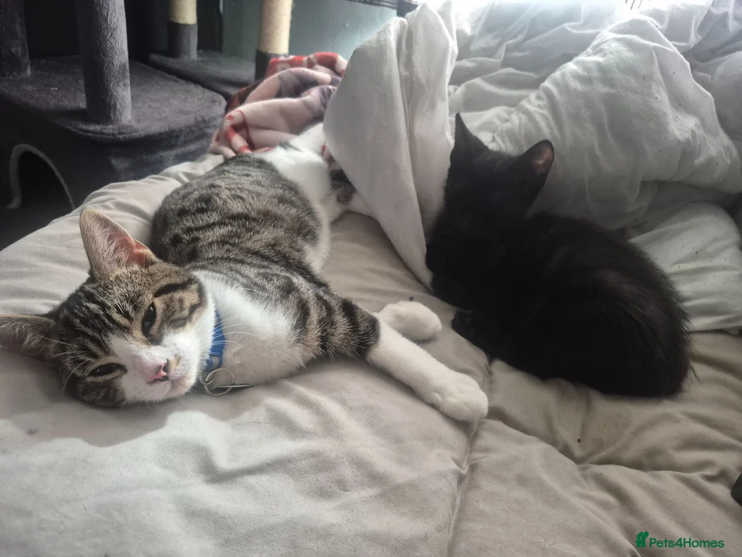 Mixed Breed cats for sale: 2 kittens - Advert 2