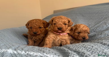 Cavapoo dogs - Advert 15