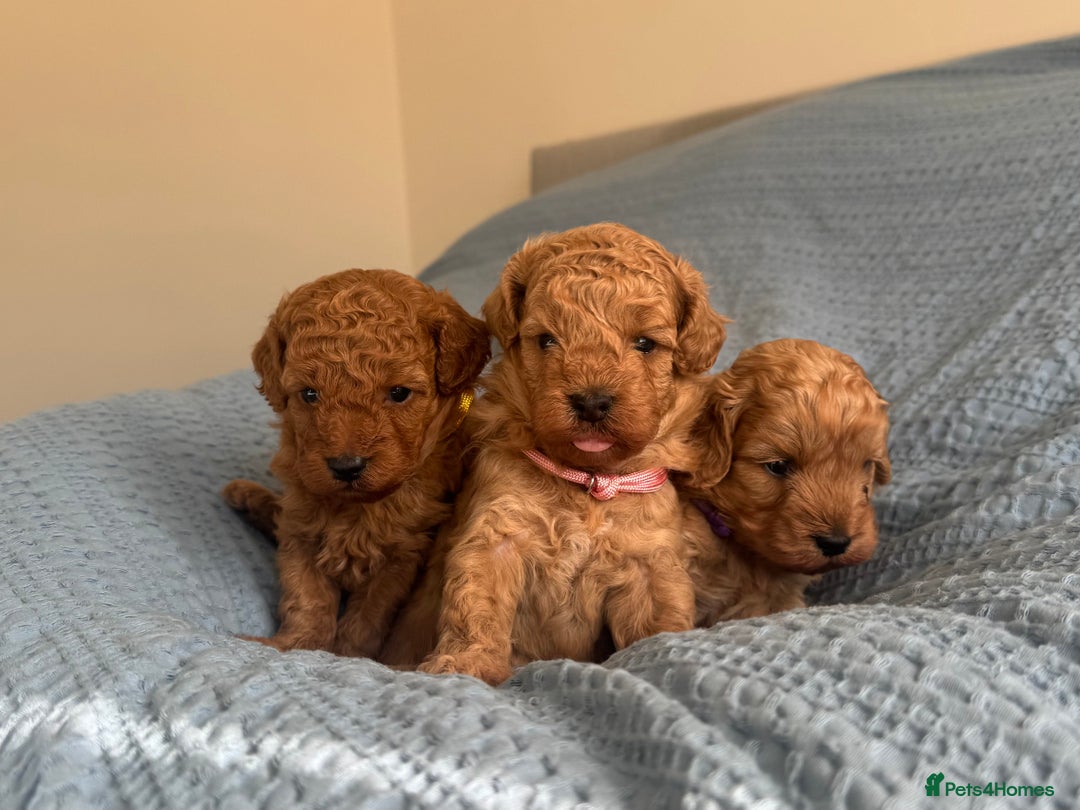 Cavapoo dogs for sale: Beautiful Cavapoo Puppies - Image 2