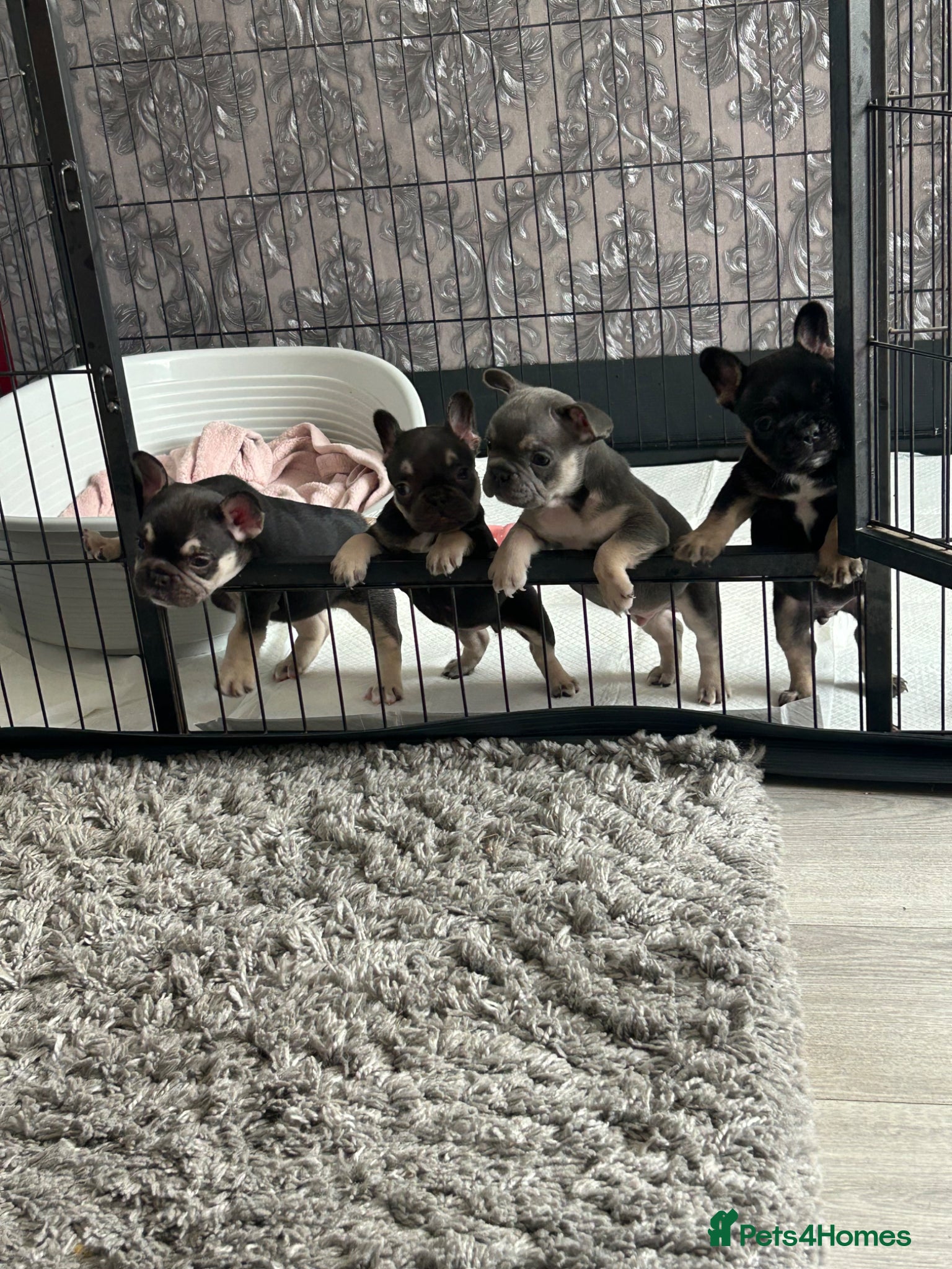 French Bulldog dogs Beautiful French bulldog puppies  - Advert 1