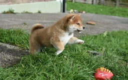 Japanese Shiba Inu dogs for sale: Health tested Japanese Shiba Inu Puppies - Image 9