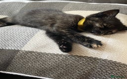 British Shorthair cats for sale: British shorthair kittens🐱 - Image 3
