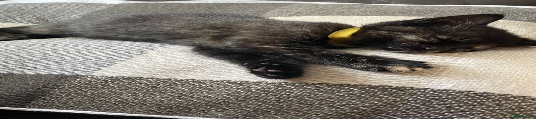 British Shorthair Kitten 2