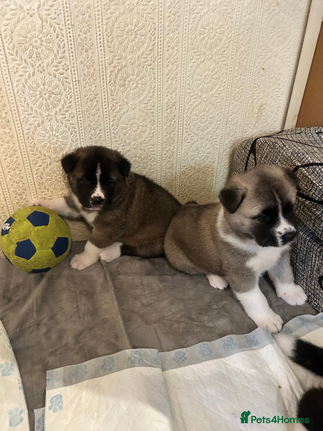 Akita dogs for sale: Akita Puppies for Sale - Advert 10