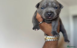Staffordshire Bull Terrier dogs for sale: 😍😍 BEAUTIFUL & CHUNKY BLUES💙 - Image 2