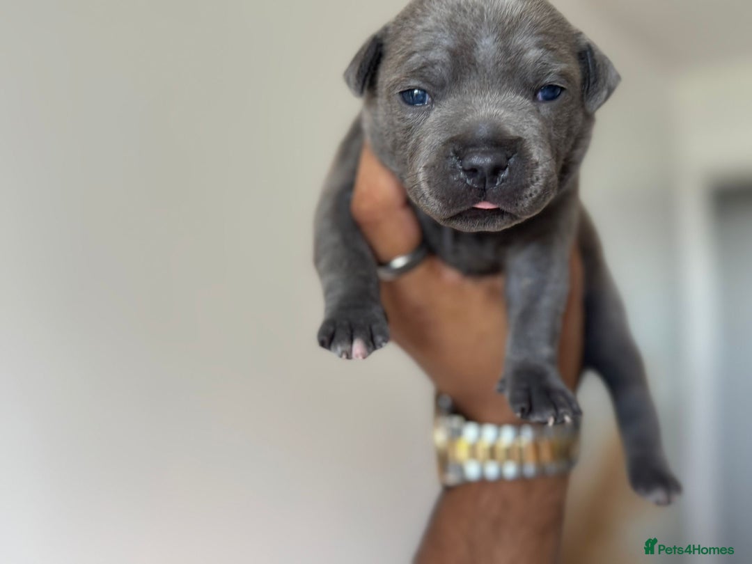 Staffordshire Bull Terrier dogs for sale: 😍😍 BEAUTIFUL & CHUNKY BLUES💙 - Image 2