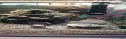 Other/Mixed Breed fish for sale: Tropical fish and tank in Crawley - Advert 3