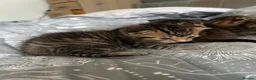 Mixed Breed cats for sale: Tabby kittens for sale in Bedford - Advert 21