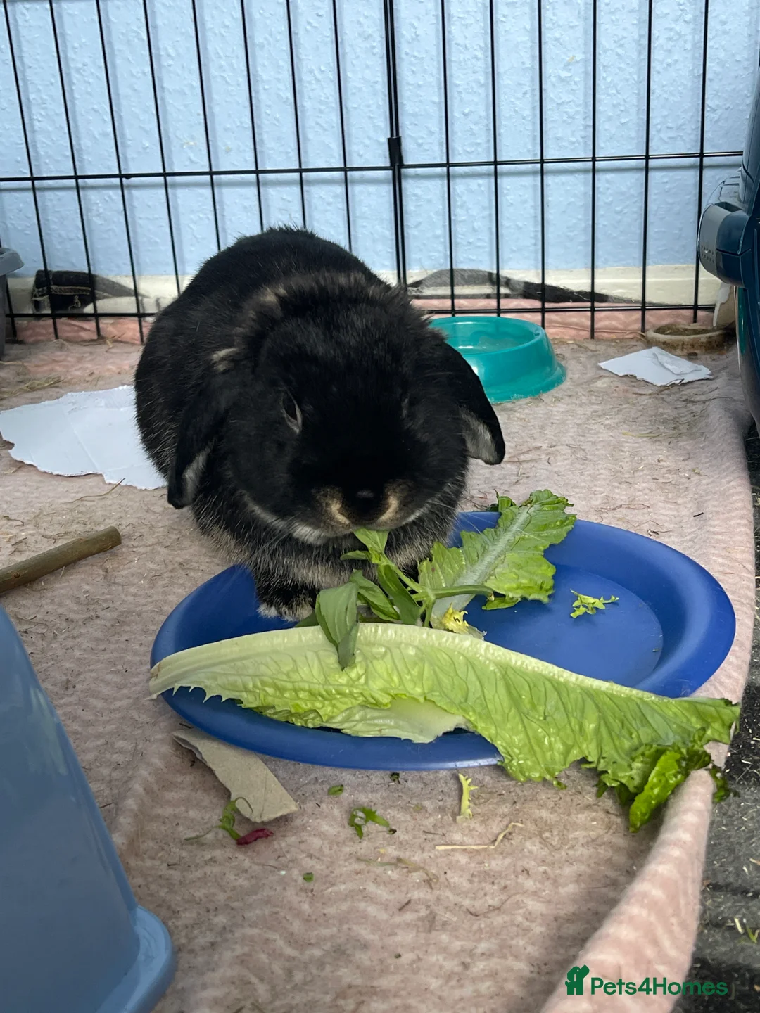 Mixed Breed rabbits for sale: Rabbit for sale  in Leicester - Advert 2