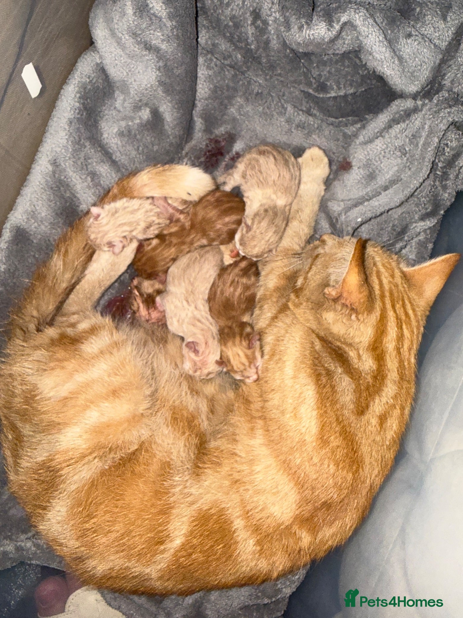 British Shorthair cats 5 beautiful kittens  - Advert 1