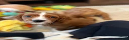 Mixed Breed dogs for sale: 1 Boy & 1 Girl Cavapoo puppies for sale - Advert 6