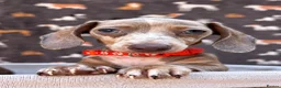 Miniature Dachshund dogs for sale: Miniature Dachshund- KC Registered - Advert 2