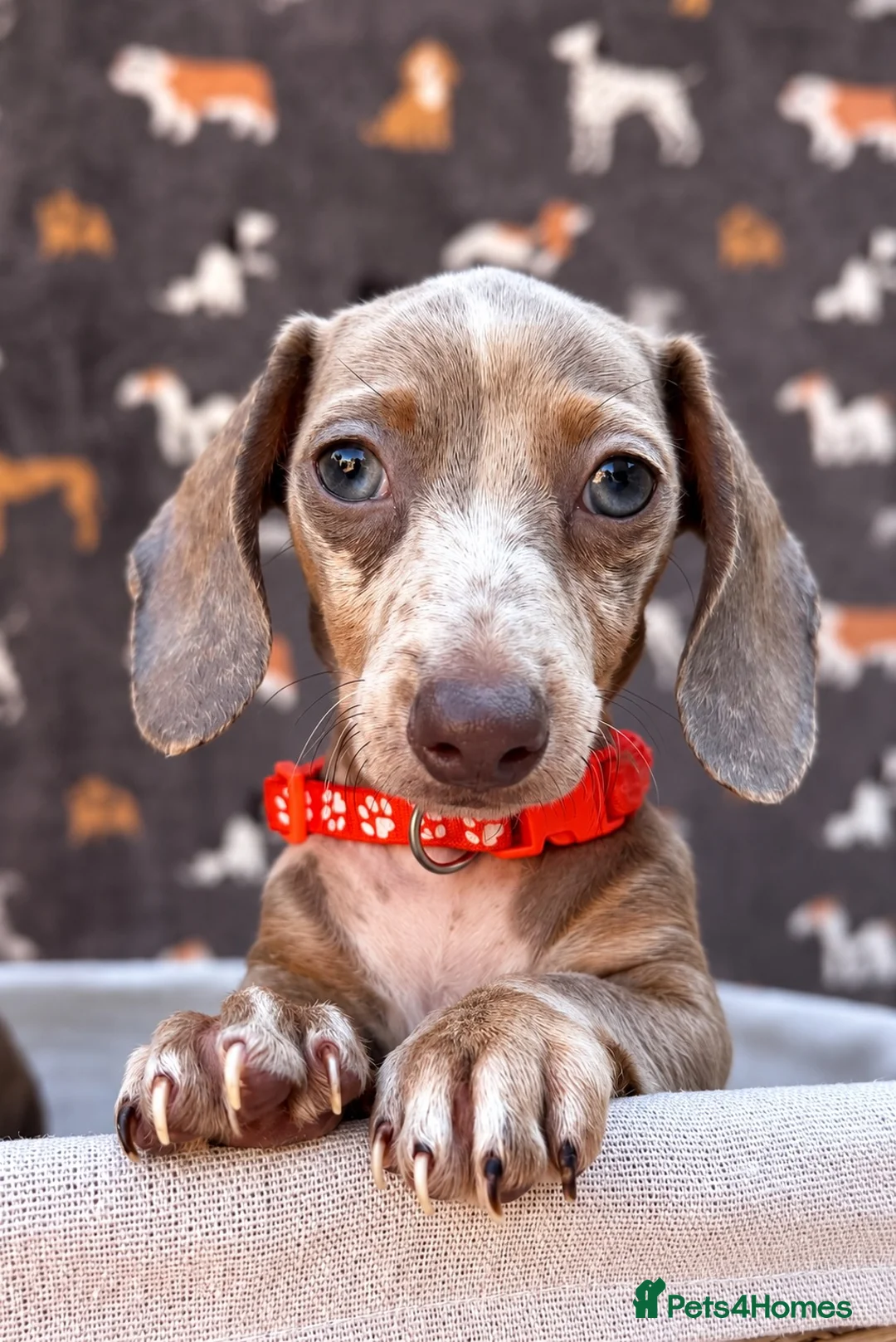 Miniature Dachshund dogs for sale: Miniature Dachshund- KC Registered - Advert 2