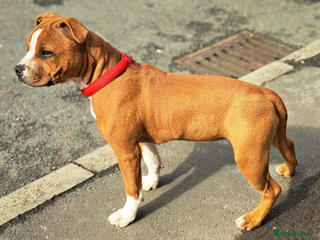 Staffordshire Bull Terrier dogs for stud: 🥨 Top Quality Red SBT Stud 🥨 - Image 21