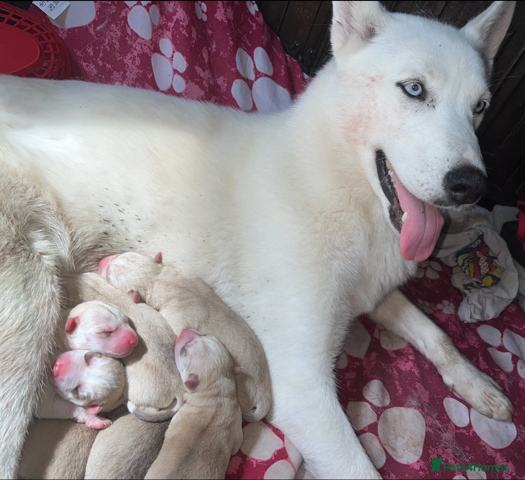 Siberian Husky dogs for sale: Beautiful Siberian Huskies- Last 4 Reduced!! - Image 6