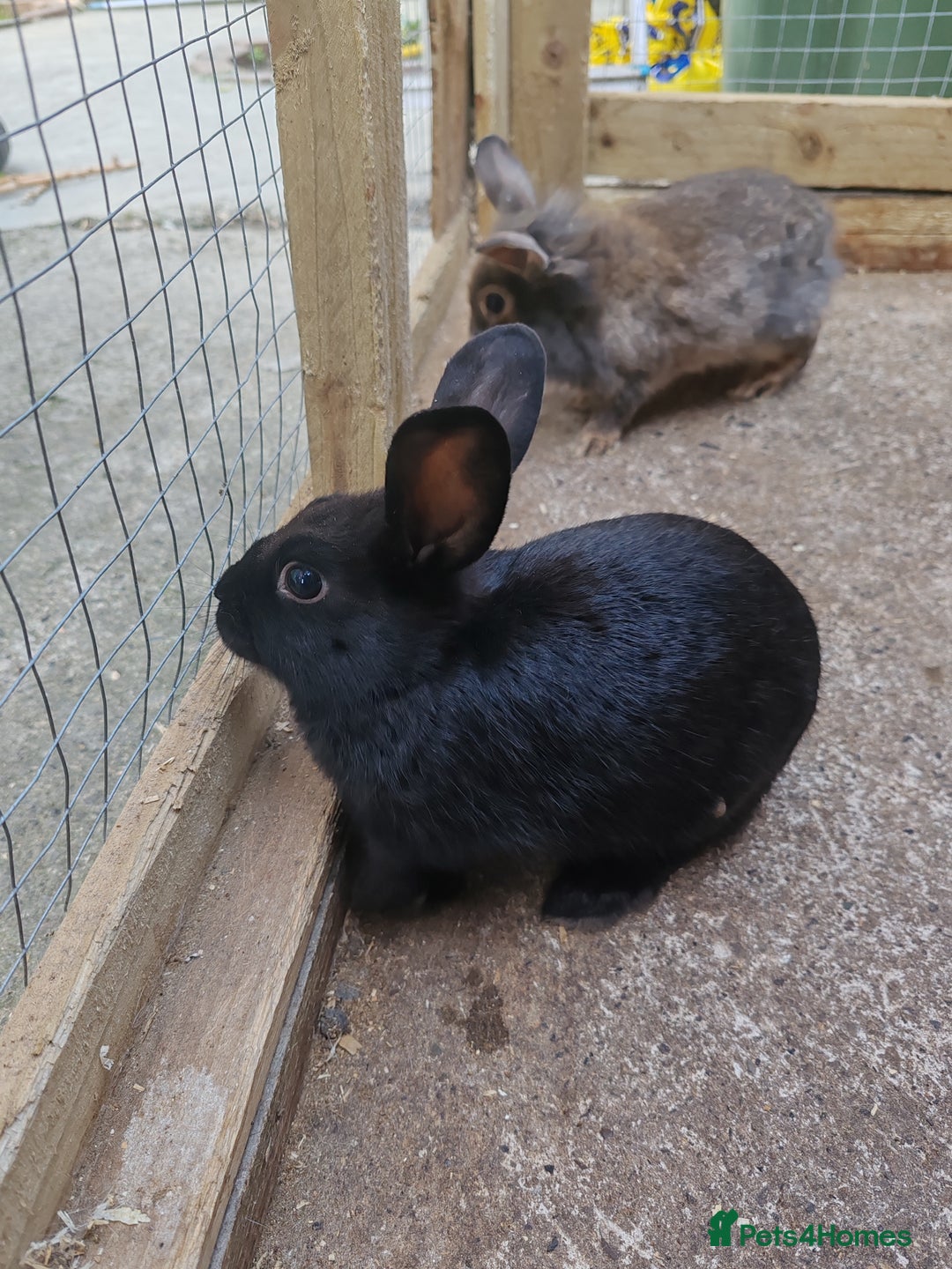 Mixed Breed rabbits for sale: Rabbit babies - Image 4