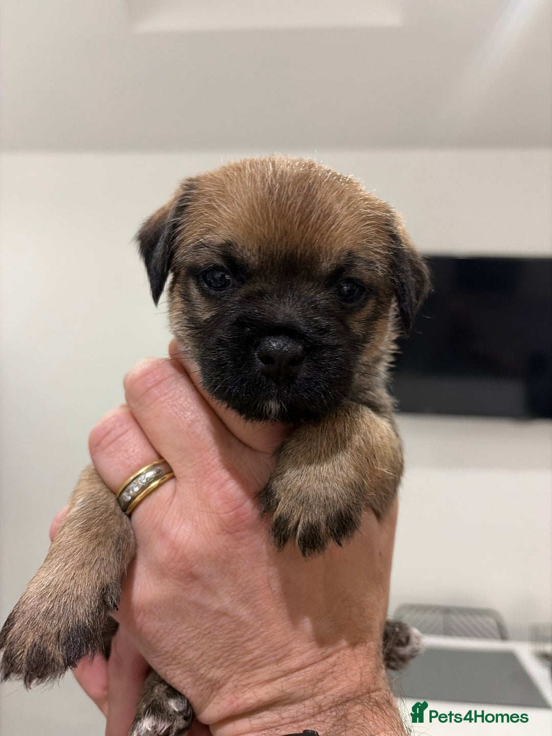 Border Terrier dogs for sale: Beautiful Border Terrier Puppies - Advert 5