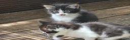 Mixed Breed cats for sale: Cute kittens for sale (NEED GONE ASAP) - Advert 12