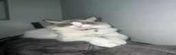 Ragdoll cats for sale: Beautiful ragdoll female  - Advert 19
