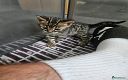 Bengal cats for sale: Lovely bengal kittens(Tica reg.)😍 - Image 29