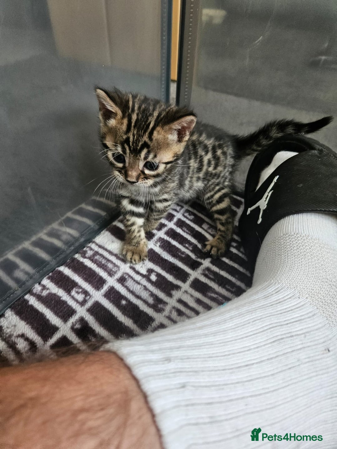 Bengal cats for sale: Lovely bengal kittens(Tica reg.)😍 - Image 29