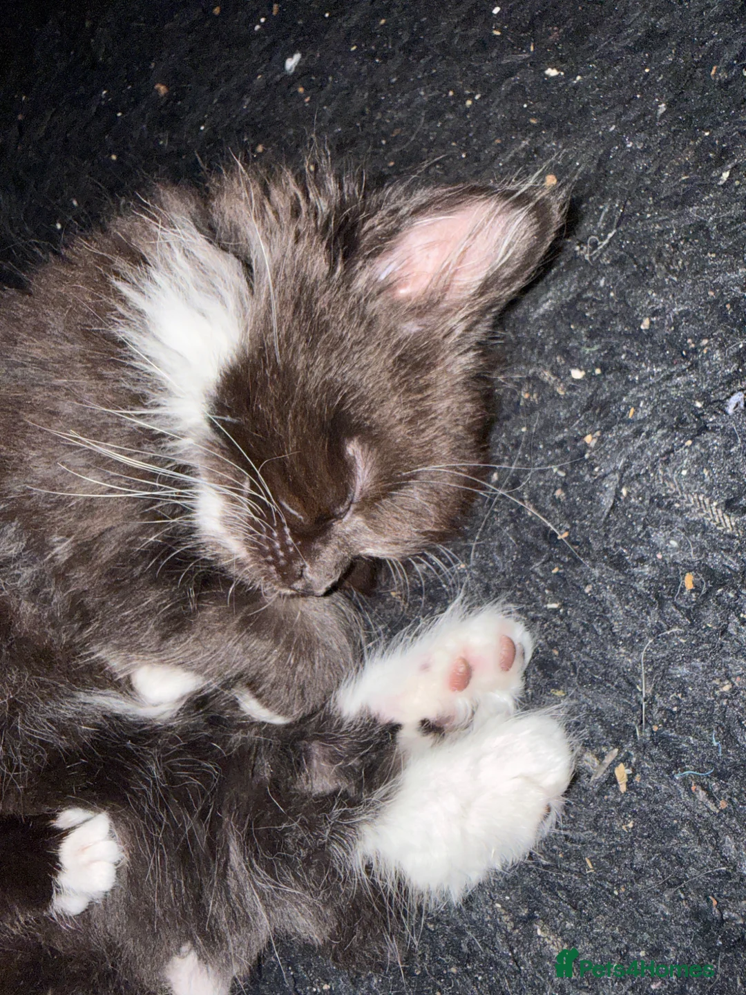 British Longhair cats for sale: Kittens  - Advert 2