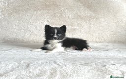 Pomsky dogs for sale: Adorable small f3 Pomsky puppies for sale  - Image 10
