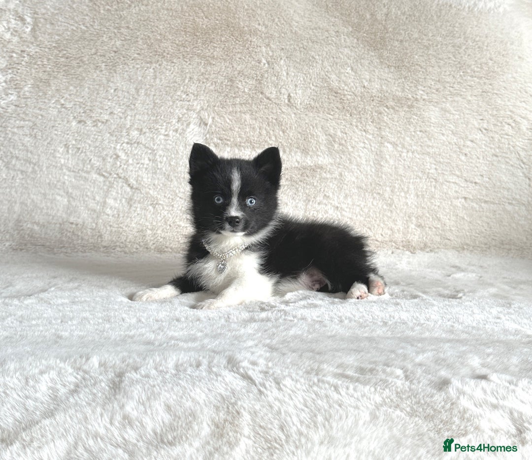 Pomsky dogs for sale: Adorable small f3 Pomsky puppies for sale  - Image 10