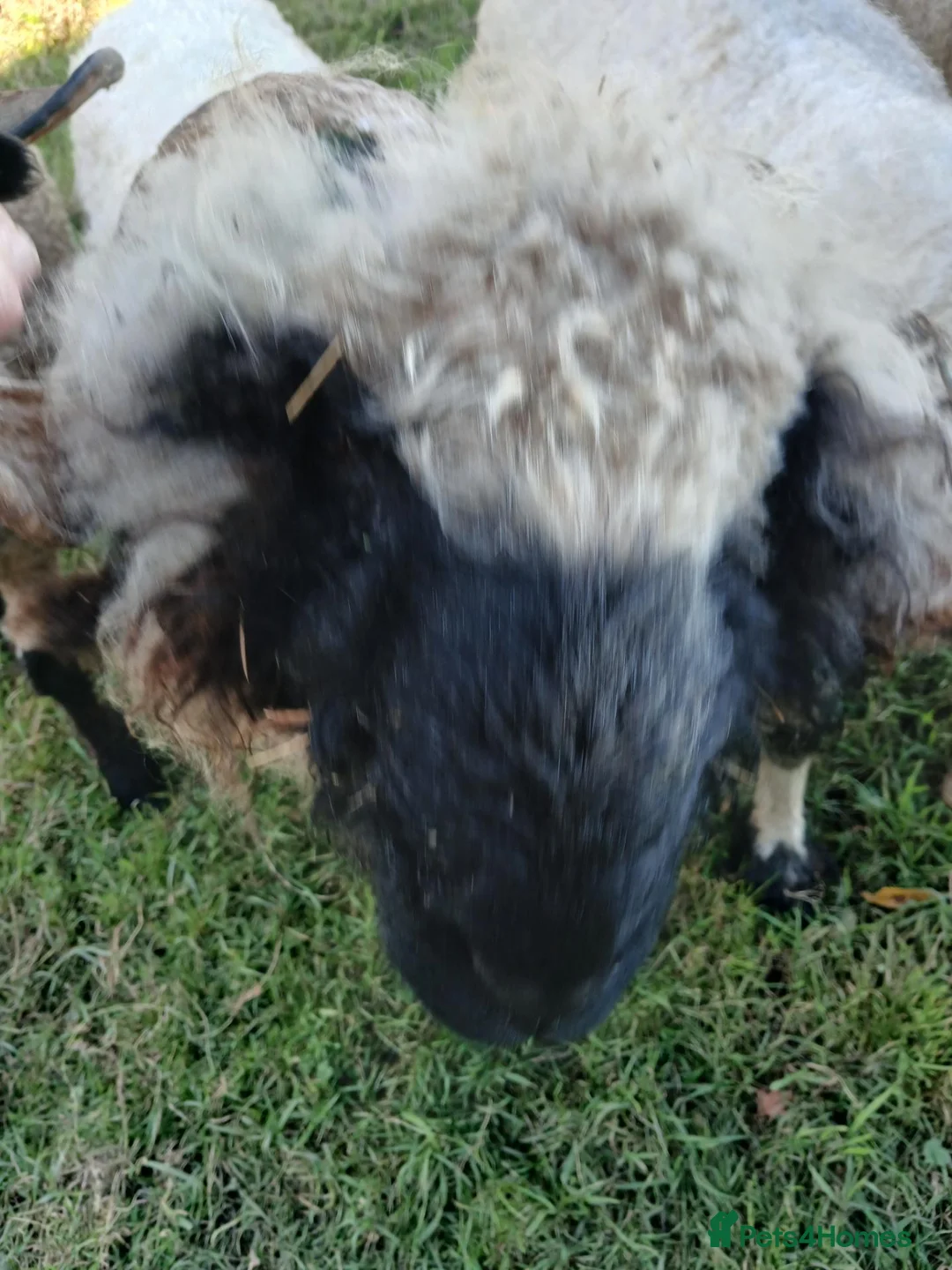 Sheep livestock for sale: Valais black nose ram  in Bishop Auckland - Advert 2