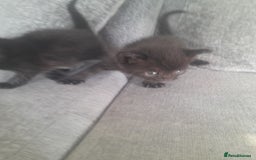 Mixed Breed cats for sale: 3 Black male kittens - Image 6