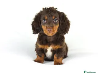 Miniature Dachshund dogs 4 male Dachshunds - Advert 1
