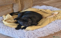Mixed Breed dogs for sale: Staffy pug for sale - Image 2