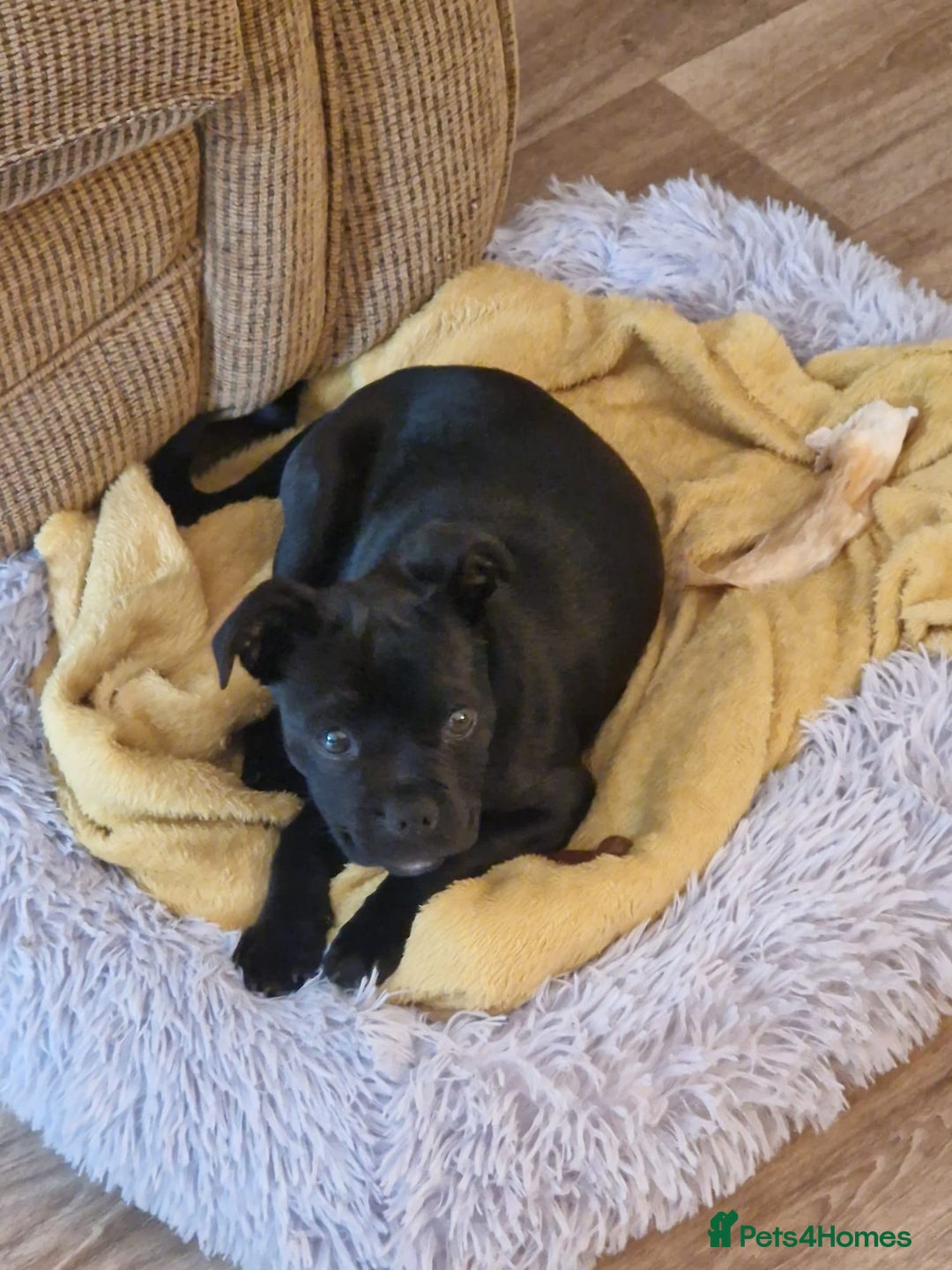 Mixed Breed dogs for sale: Staffy pug for sale - Image 2
