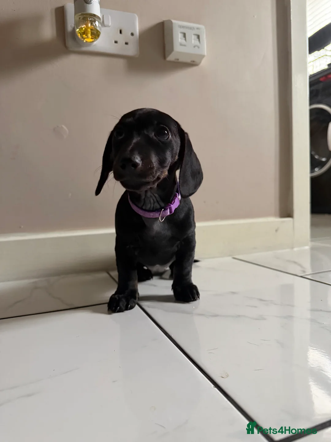Miniature Dachshund dogs for sale: 🩷 READY TO LEAVE 🩷 - Advert 7